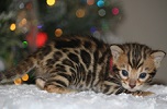 Bengal kittens for sale